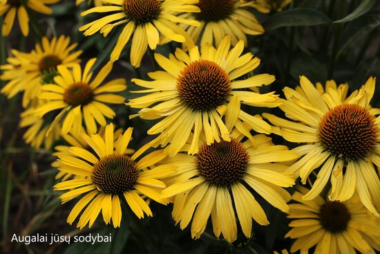 Ežiuolė rausvažiedė (Echinacea purpurea) 'Sandy Yellow'